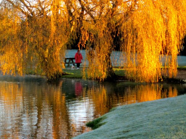 Ива дерево осенью