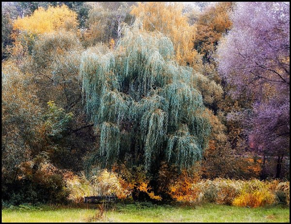 Ива белая плакучая осень