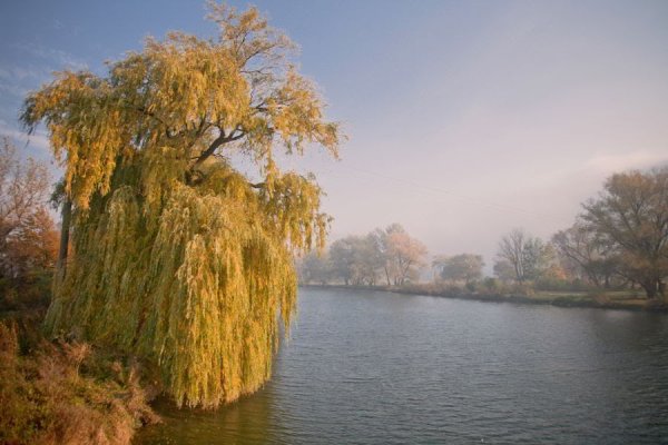 Ива Золотая Голден