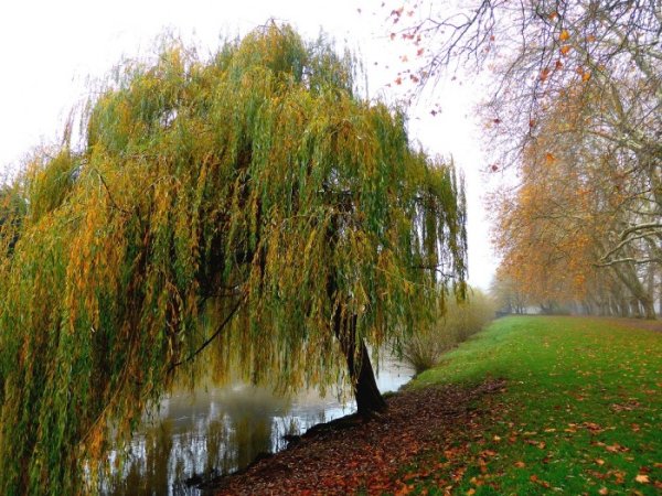 Ива плакучая красная