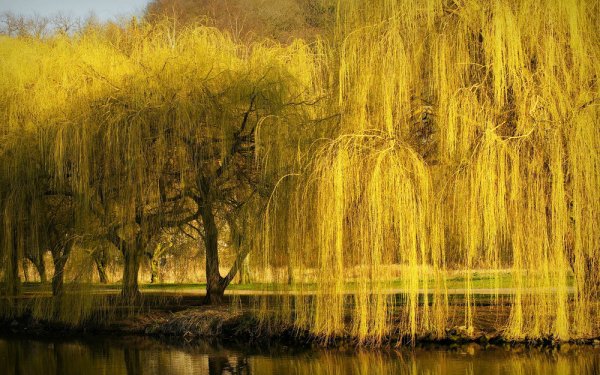 Ива желтая плакучая