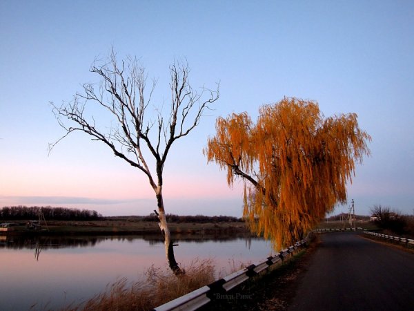Ива дерево осень