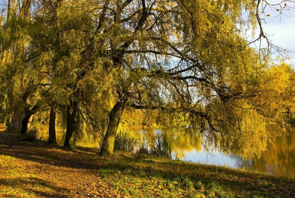 Ива Золотая плакучая