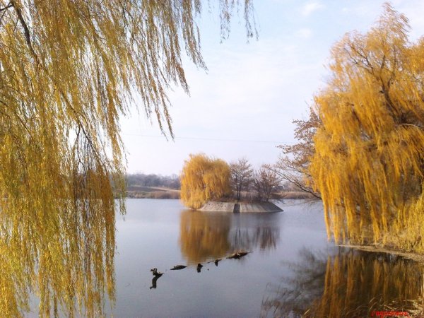 Осенняя Ива над рекой