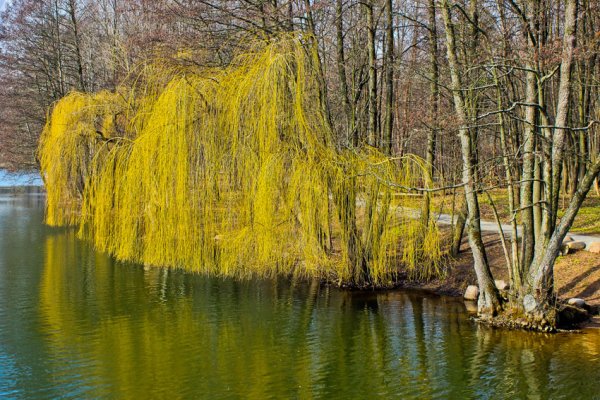 Ива желтая плакучая