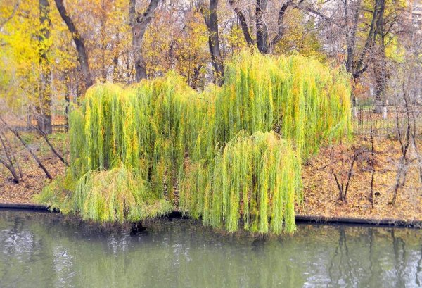 Ива золотистоволосистая