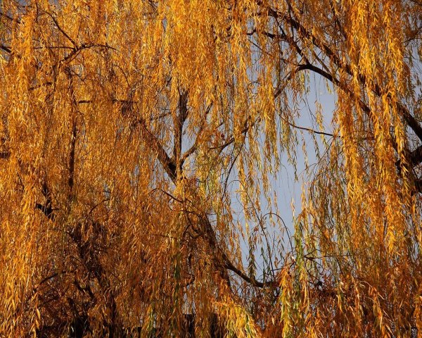 Ива золотистая плакучая