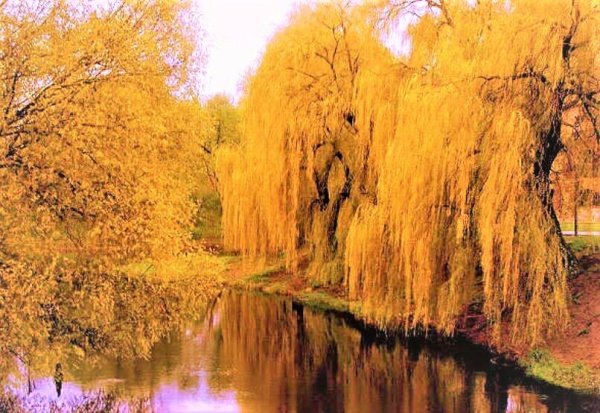 Ива желтая плакучая