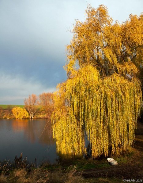 Ива желтая плакучая