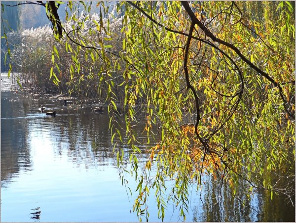 Осенняя Ива над водой