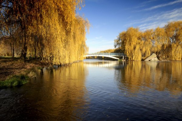 Ива у реки осень