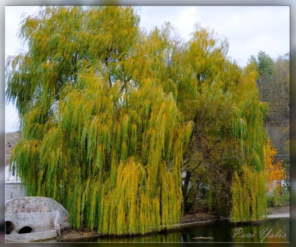 Ива Шверина почки