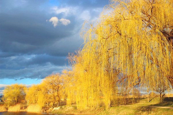 Плакучая Ива осенью