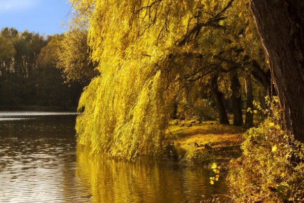 Ива Золотая Голден