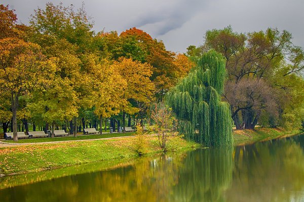Ива плакучая в Калининграде