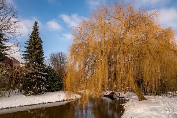 Плакучая Ива Тверь