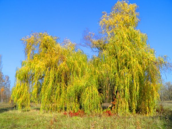 Ива дерево листья осенью