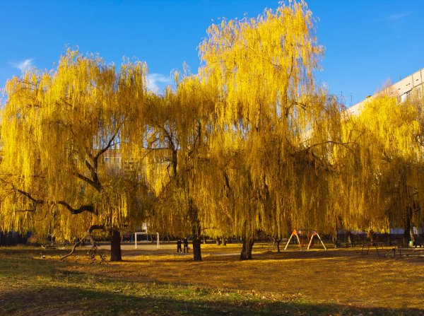 Ива желтая плакучая