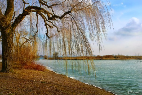 Плакучая Ива осенью