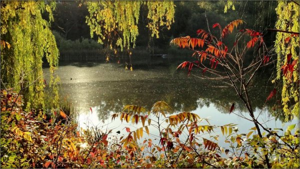Осень гиф пруд Ива