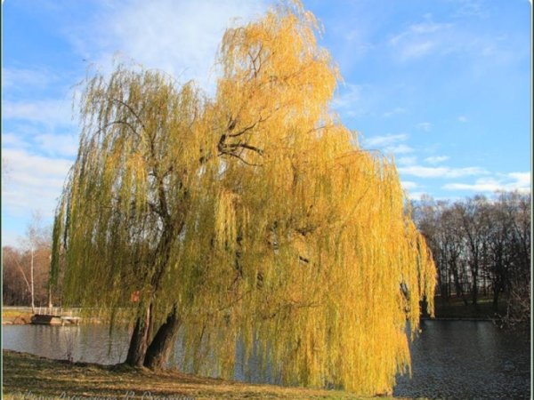 Ива серебристая осенью