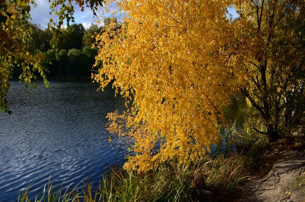 Осень у воды и Берёзки