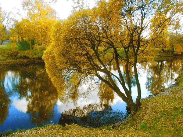 Ива ломкая Булата осень