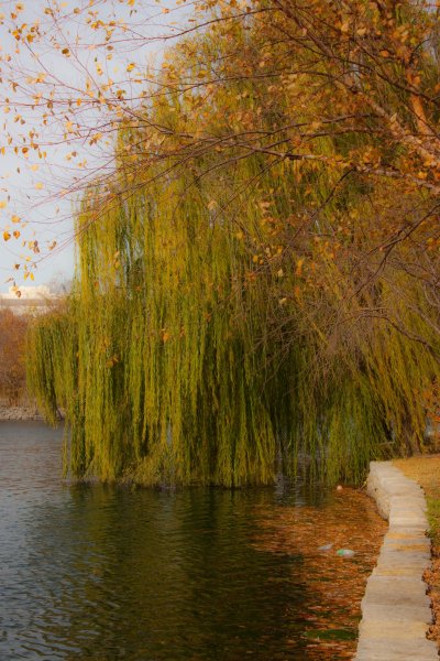 Ива золотистая плакучая