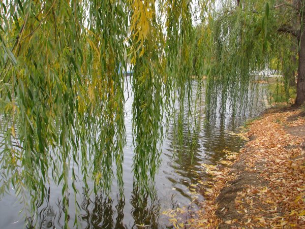 Плакучая Ива Астрахань