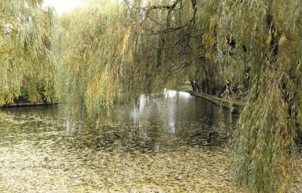 Плакучая Ива у пруда
