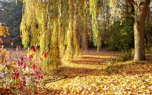 Плакучая Ива осенью