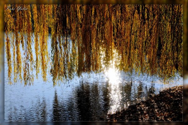 Осенняя Ива плакучая