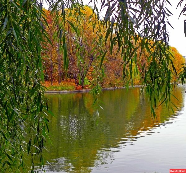Ива плакучая Кореновск