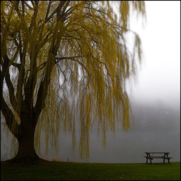 Плакучая Ива осень