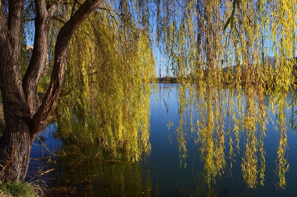 Верба Ива ветла