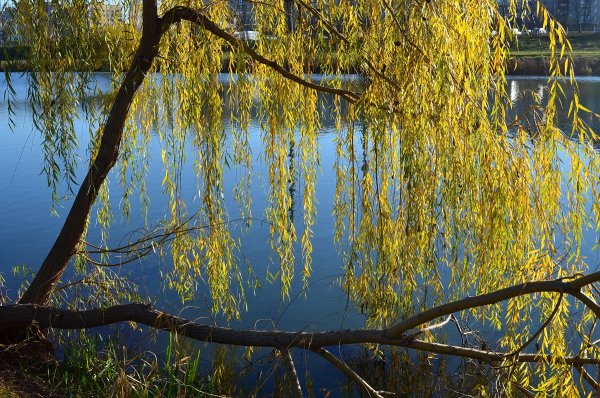 Ива Ракита над рекой