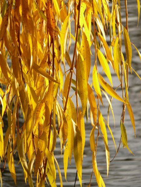 Плакучая Ива листья