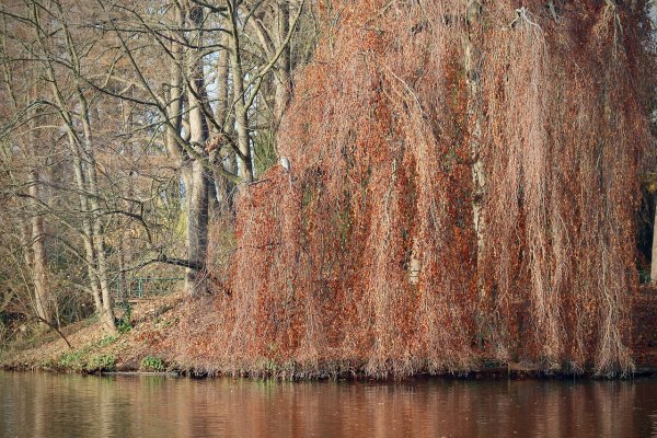 Ива Эстетика