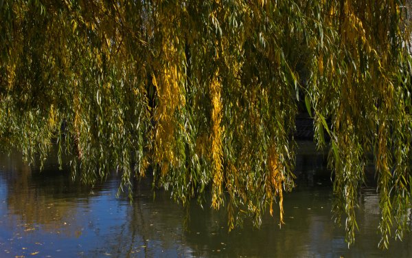 Ива белая плакучая