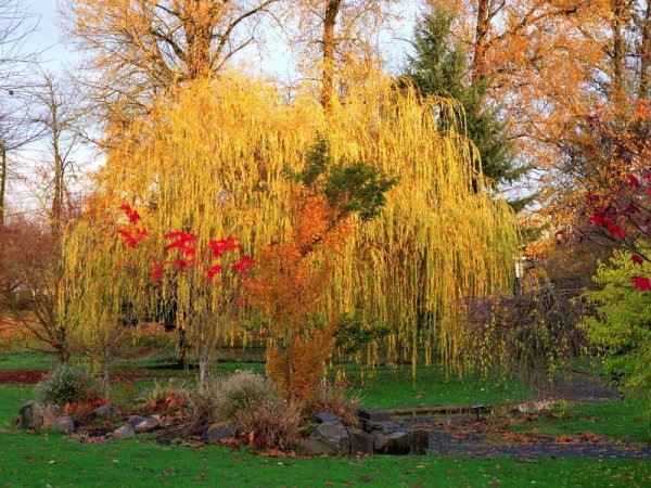 Ива дерево осенью