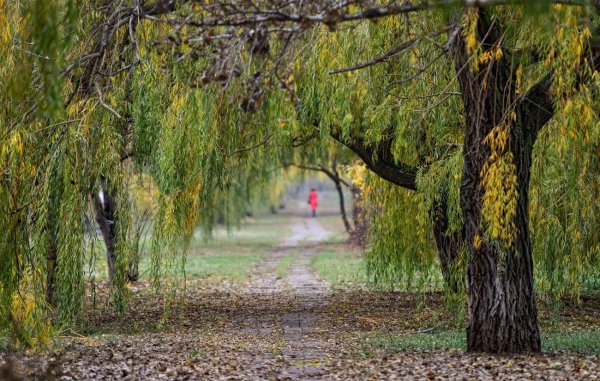 Ива Свердловская плакучая