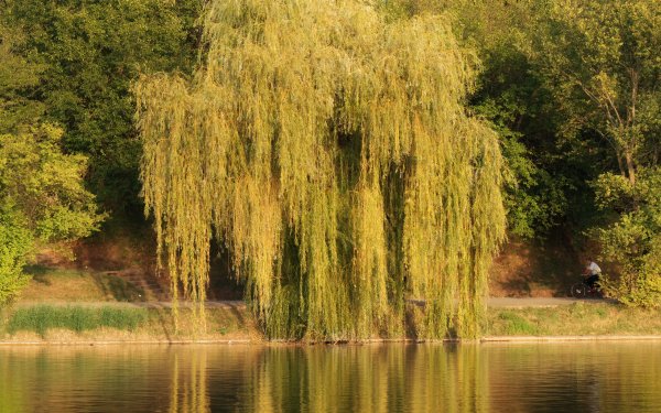 Ива Шверина плакучая