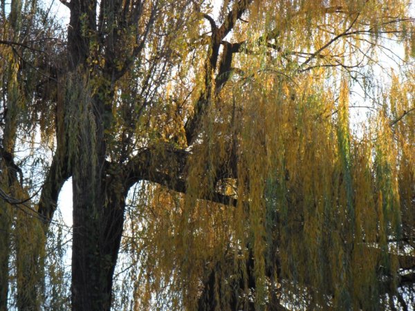 Ива Шверина осенью