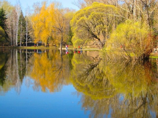 Отражение ивы в воде