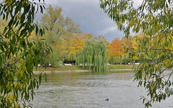 Ива плакучая памяти Миндовского