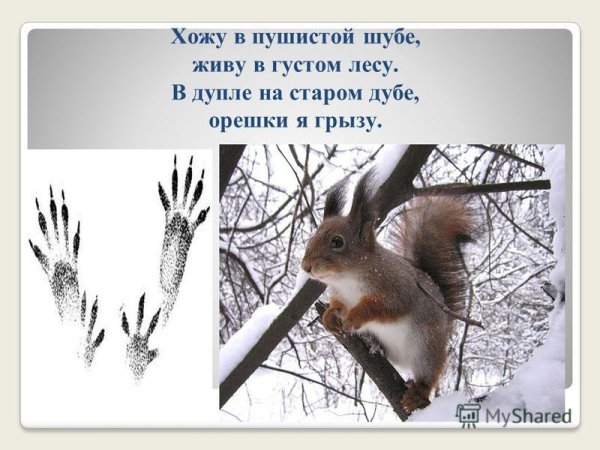 Хожу в пушистой шубе живу в густом