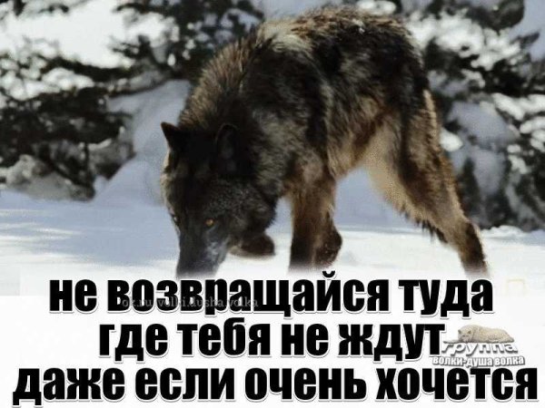 Волк вернулся