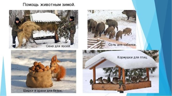 Как помочь животным зимой