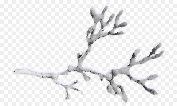 Дерево в снегу без фона