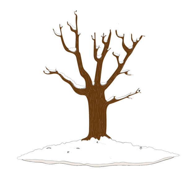 Деревья зимой для детей